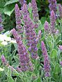 Nepeta tuberosa