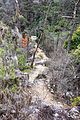 大岩岳の登山道