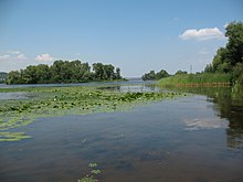 Острів Сателіт поблизу острова Великий Південний у Києві. Фото 2011 р.