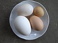Eggs of duck, goose, guineafowl and chicken