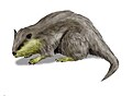 Palaeocastor, Castoridae, North America