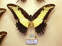 Normal male of Papilio androgeus