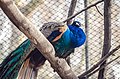 Peacock in Mykolaiv Zoo, Mykolaiv, Ukraine