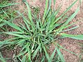 Phalaris aquatica