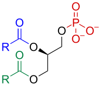 Image illustrative de l’article Acide phosphatidique