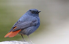 Male, Chaffi, Nainital, Uttarakhand