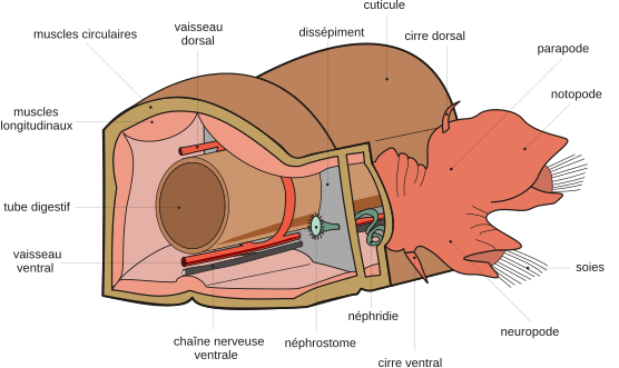 Seules quelques structures conservent chez les Annélides une disposition répétitive, témoignant de la métamérie initiale, notamment l'appareil excréteur, formé de néphridies associées à l'appareil circulatoire clos (vaisseaux sanguins longitudinaux dorsal et ventral), et le système nerveux (chaîne ganglionnaire ventrale)[2].