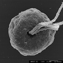 Flagellar pit of "Pyramimonas" sp. scale bar = 1.0μm