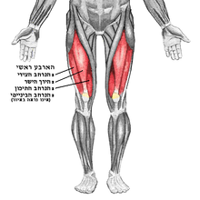 השריר הארבע ראשי