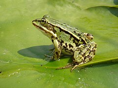 Pelophylax kl. esculentus (P. lessonae × P. ridibundus).