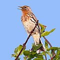 Pipit à gorge rousse