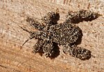 Reduvius personatus, masked hunter bug nymph, camouflaged with sand grains