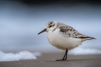 Pilrito-das-praias (Calidris alba) forrageando na praia de Westkapelle, Países Baixos. É uma pequena ave limícola (18–20 cm), um reprodutor circumpolar do Ártico e um migrante de longa distância, que passa o inverno no sul da América do Sul, no sul da Europa, na África e na Austrália. É altamente gregário no inverno, às vezes formando grandes bandos em lodaçais costeiros ou praias arenosas. Na época da reprodução, eles são territoriais, com o macho defendendo agressivamente seu território. Podem formar pares monogâmicos ou poliândricos (uma fêmea e dois machos). (definição 4 980 × 3 320)