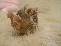 Sea hare Aplysia dactylomela