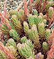 Sedum liebmannianum