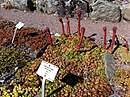 Sempervivum tectorum with flowers in Uppsala Botaniska Trädgården