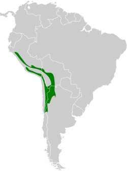 Distribución geográfica del chirigüe oliváceo.