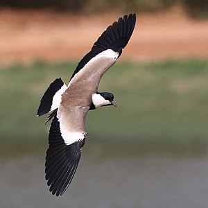 Spur-winged lapwing, by Charlesjsharp