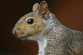 An Eastern Gray Squirrel, close up, in profile.
