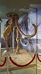 Steppe mammoth
