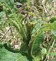 Last instar larva on a flower of Triosteum perfoliatum