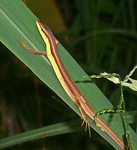 Шестилинейчатая долгохвостка (Takydromus sexlineatus)