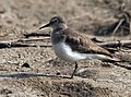 Calidris temminckii