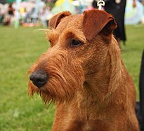 Irish terrier