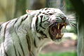 Tigre d'Asie à robe blanche (Panthera tigris)