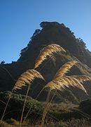 Plumes de Toetoe et Lion Rock