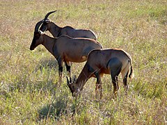 grazing in the Masai Mara