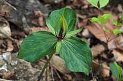 Description de l'image Trillium viridescens.jpg.