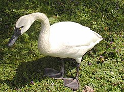 Cygnus columbianus columbianus, cisne silbador