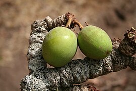 Fruits sur l'arbre.