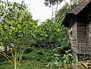 An Indonesian home garden