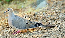 Dove sitting on gravel ground