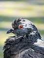 Columba livia