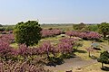 Parque Forestal de Sakura.