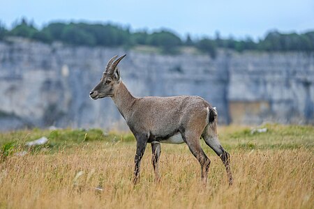 Alpine ibex, by Giles Laurent