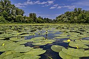 водна рослинність у протоці