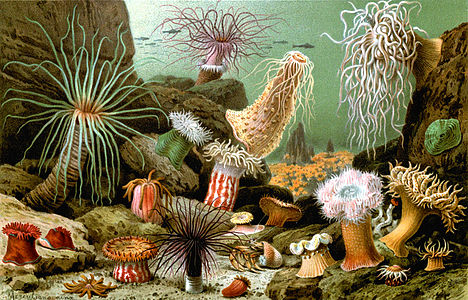 Sea anemones, by Merculiano, edited by Citron