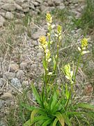 Aletris foliata ネバリノギラン