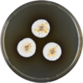 Aspergillus capensis growing on MEAOX plate