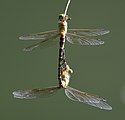 View of surface patterns on female abdomen and underside of male.