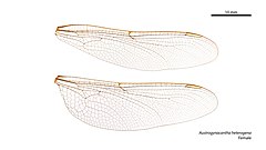 Female Austrogynacantha heterogena wings