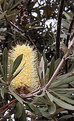 Banksia integrifolia