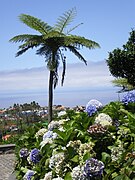 Feto-arbóreo na Madeira