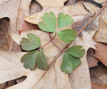 Twice three-parted ("biternate") leaf