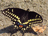 Adult male, dorsal view.