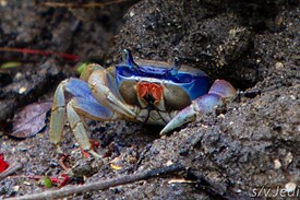 Blue Landcrab guarding his burrow.